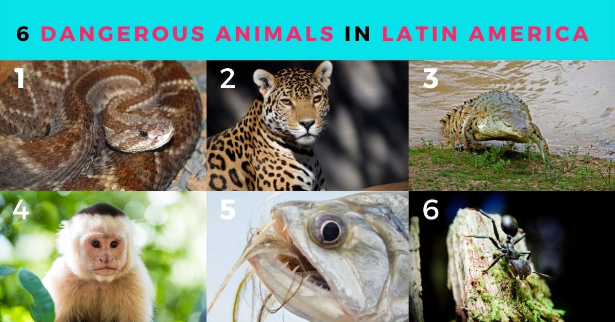 dangerous animal in latin america (1)