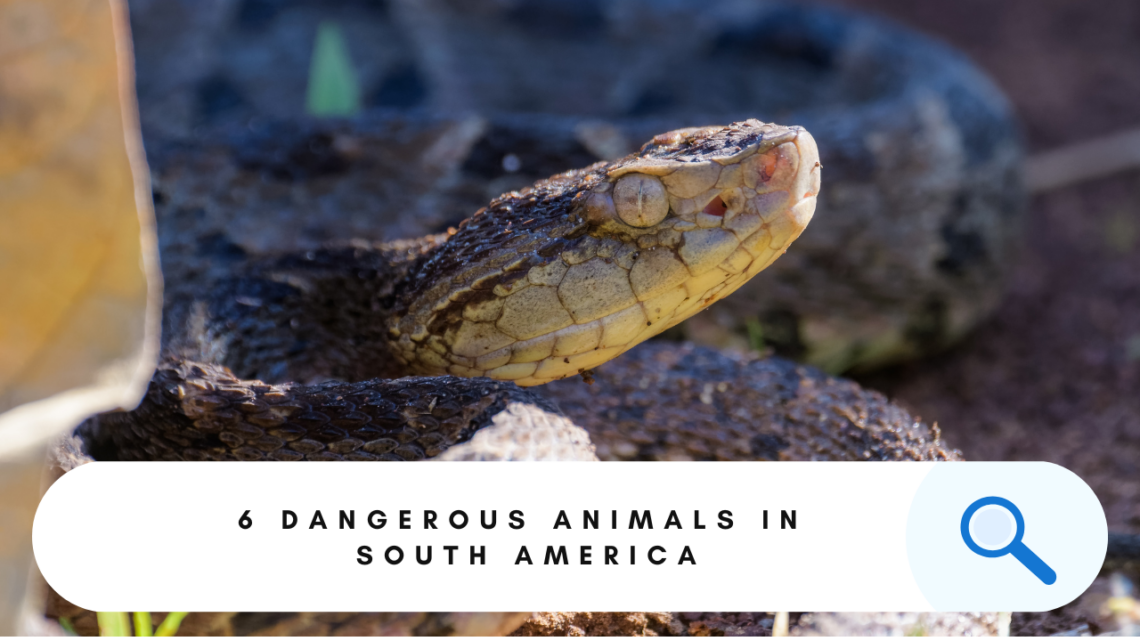 Dangerous Animals in America