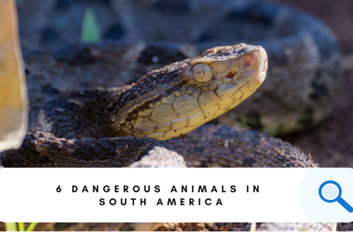 Dangerous Animals in America