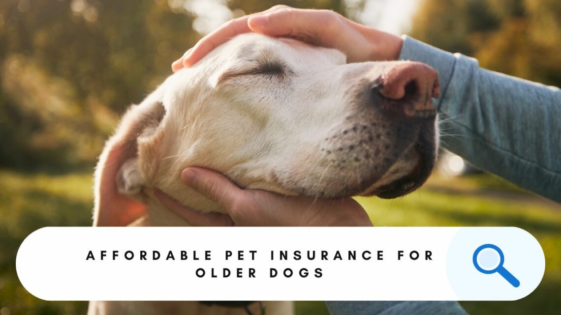 Affordable Pet Insurance For Older Dogs