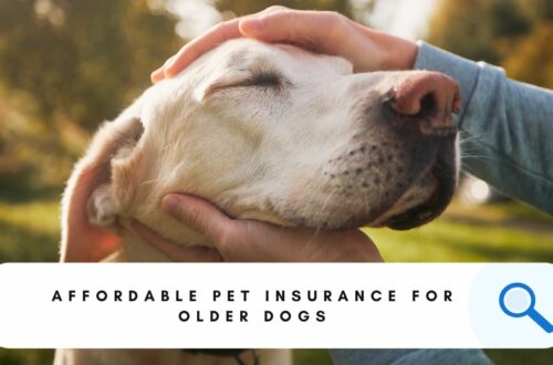 Affordable Pet Insurance For Older Dogs