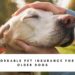 Affordable Pet Insurance For Older Dogs